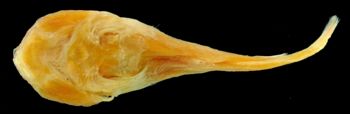 Media type: image;   Ichthyology 32153 Aspect: ventral